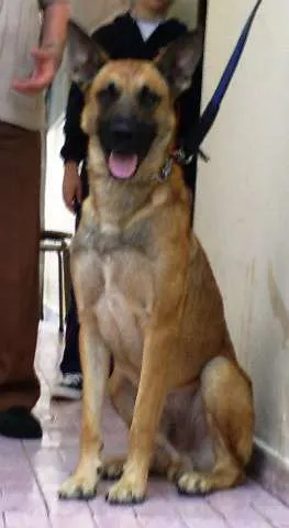 Cachorro raça Pastor Belga Malinois idade 2 anos nome Giraia