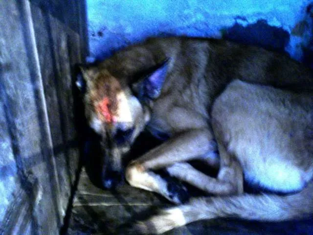Cachorro ra a Pastor Belga Malinois idade 2 anos nome Giraia