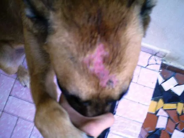 Cachorro ra a Pastor Belga Malinois idade 2 anos nome Giraia
