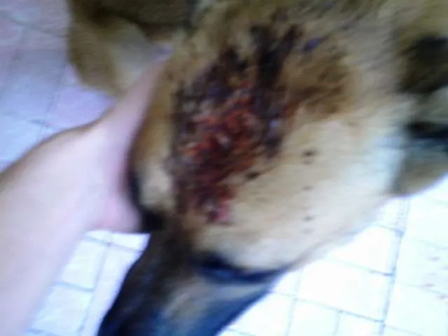 Cachorro ra a Pastor Belga Malinois idade 2 anos nome Giraia
