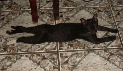 Gato ra a Siames/Vira lata idade 7 a 11 meses nome Book