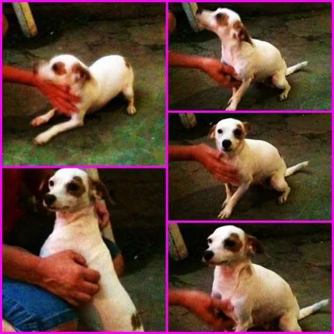 Cachorro ra a SRD idade 7 a 11 meses nome SARA