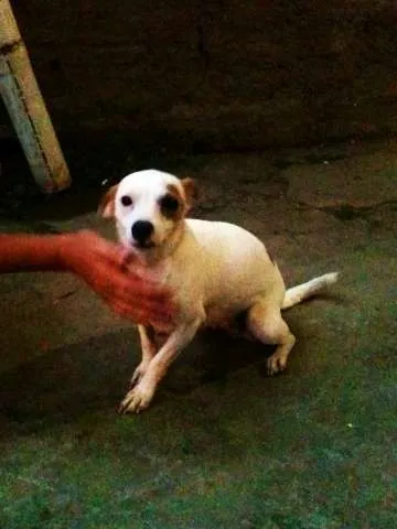 Cachorro ra a SRD idade 7 a 11 meses nome SARA