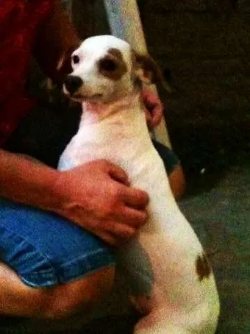 Cachorro ra a SRD idade 7 a 11 meses nome SARA