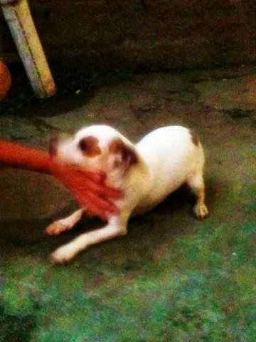 Cachorro ra a SRD idade 7 a 11 meses nome SARA