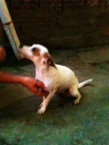 Cachorro ra a SRD idade 7 a 11 meses nome SARA