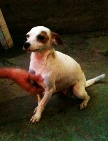 Cachorro ra a SRD idade 7 a 11 meses nome SARA
