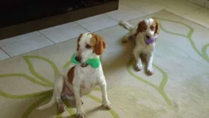 Cachorro raça cooker idade 1 ano nome Fred e Marrone