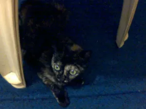 Gato raça SRD idade 7 a 11 meses nome Sophia