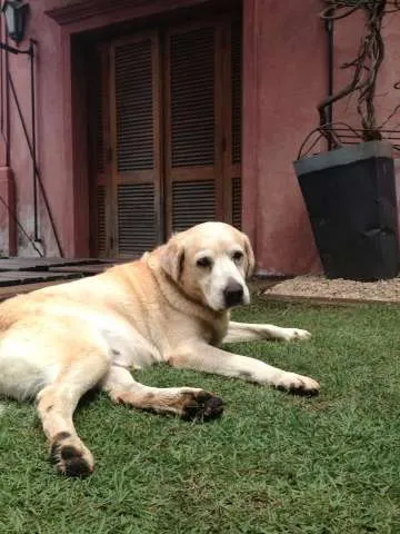 Cachorro ra a Labrador idade 6 ou mais anos nome Juca GRATIFICA