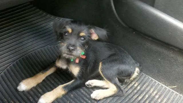 Cachorro ra a SRD (schnauzer com pincher) idade 2 a 6 meses nome Zara