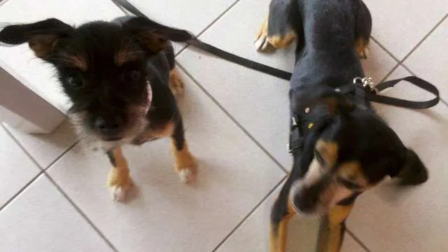 Cachorro ra a SRD (schnauzer com pincher) idade 2 a 6 meses nome Zara
