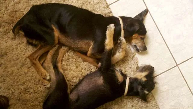 Cachorro ra a SRD (schnauzer com pincher) idade 2 a 6 meses nome Zara