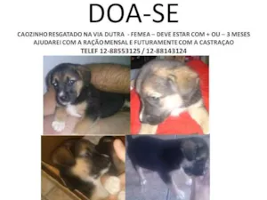 Cachorro raça  idade 2 a 6 meses nome Nao escolhido