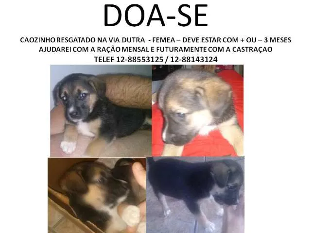 Cachorro ra a  idade 2 a 6 meses nome Nao escolhido
