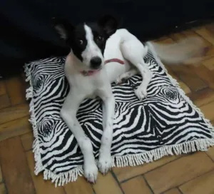 Cachorro raça SRD idade 2 a 6 meses nome Jow