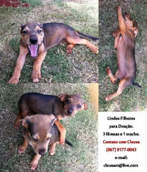 Cachorro raça srd idade  nome Filhotes