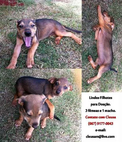 Cachorro ra a srd idade  nome Filhotes