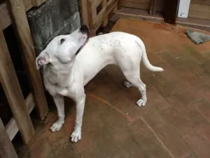 Cachorro raça SRD idade 2 anos nome Lua