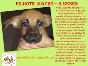 Cachorro raça srd idade 2 a 6 meses nome sem nome