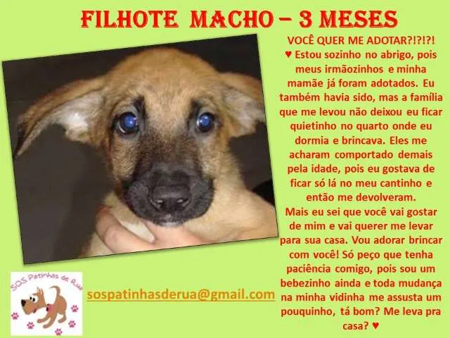 Cachorro ra a srd idade 2 a 6 meses nome sem nome