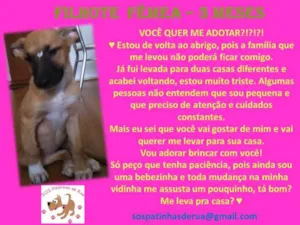 Cachorro raça SRD idade 2 a 6 meses nome FLOR