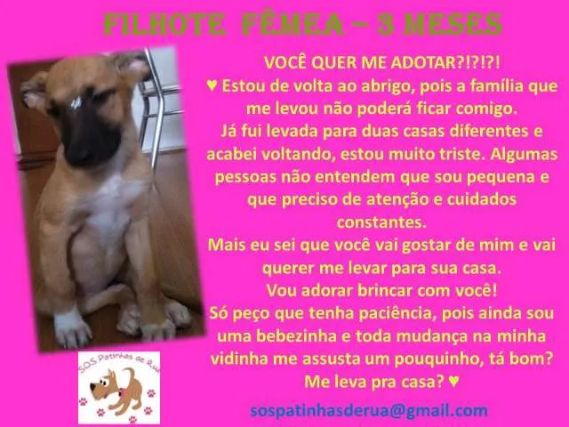 Cachorro ra a SRD idade 2 a 6 meses nome FLOR