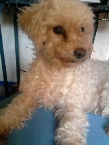 Cachorro ra a Poodle idade 2 anos nome Lola GRATIFICA