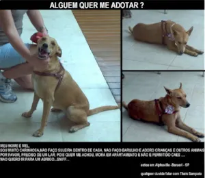 Cachorro raça Viralata idade 3 anos nome Mel