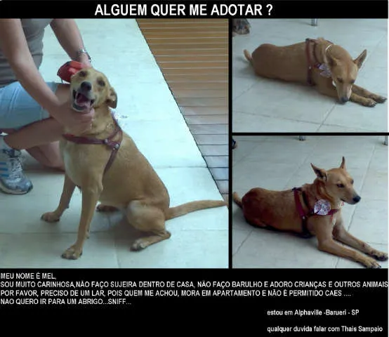 Cachorro raça Viralata idade 3 anos nome Mel