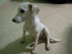Cachorro raça RSD idade 2 a 6 meses nome Qboa
