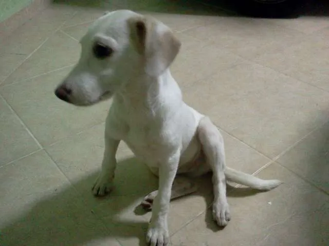 Cachorro ra a RSD idade 2 a 6 meses nome Qboa