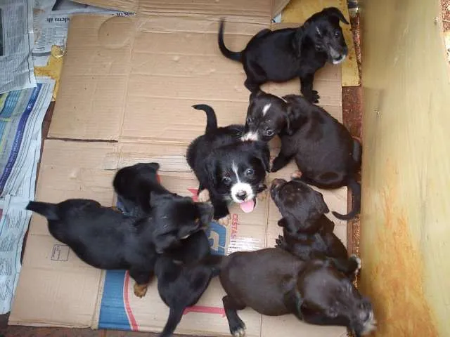 Cachorro ra a nao definida idade Abaixo de 2 meses nome Filhotes