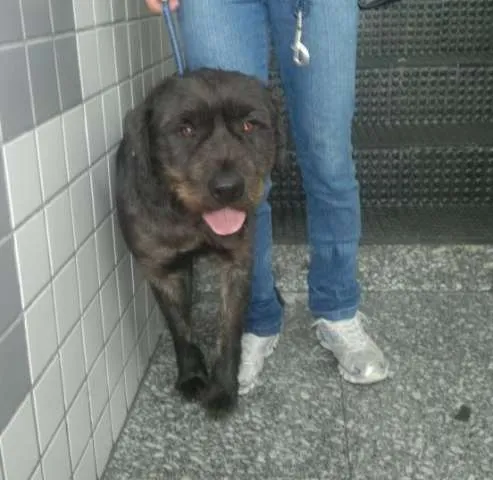 Cachorro ra a MESTIÇO idade 1 ano nome BOB