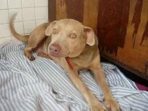 Cachorro raça SRD idade 2 anos nome Mel