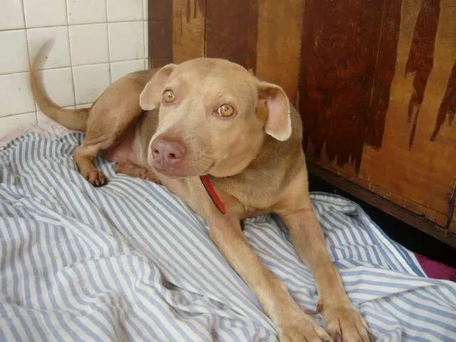 Cachorro ra a SRD idade 2 anos nome Mel