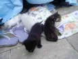 gatos