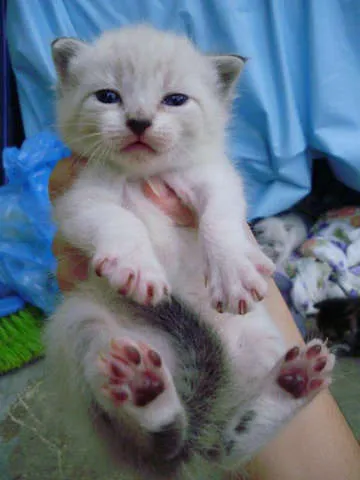Gato ra a rsd idade Abaixo de 2 meses nome gatos