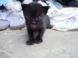 gatos