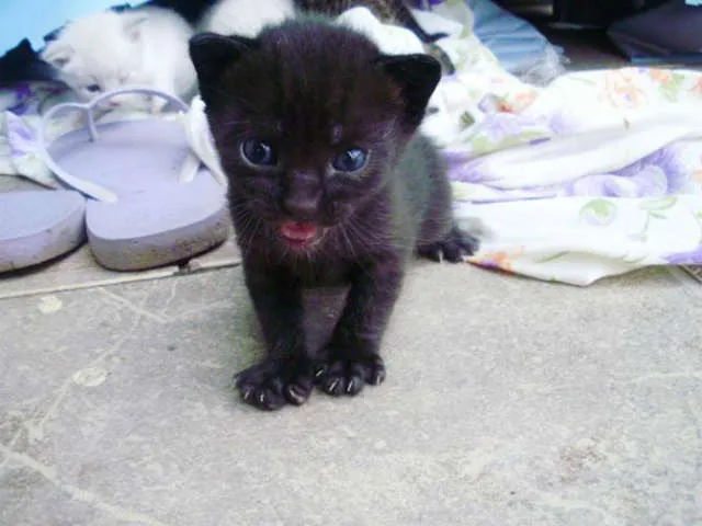 Gato ra a rsd idade Abaixo de 2 meses nome gatos