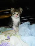 gatos
