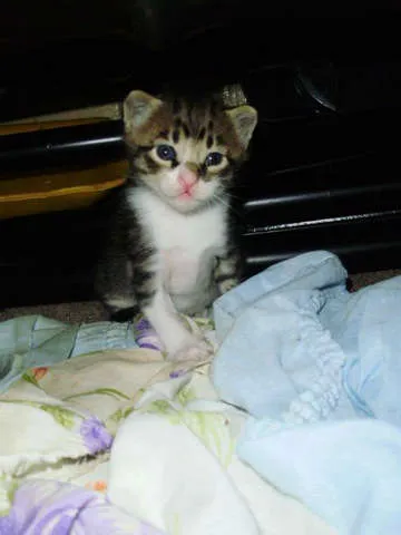 Gato ra a rsd idade Abaixo de 2 meses nome gatos