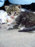gatos