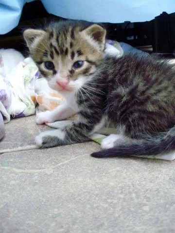 Gato ra a rsd idade Abaixo de 2 meses nome gatos