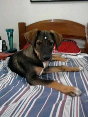 Cachorro raça SRD idade 2 a 6 meses nome Lulu