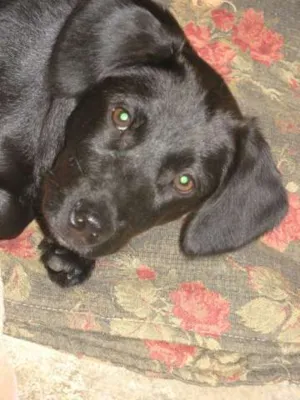 Cachorro raça SRD idade 2 a 6 meses nome Bolota