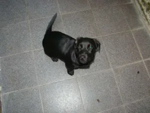Cachorro raça SRD idade 2 a 6 meses nome Thor