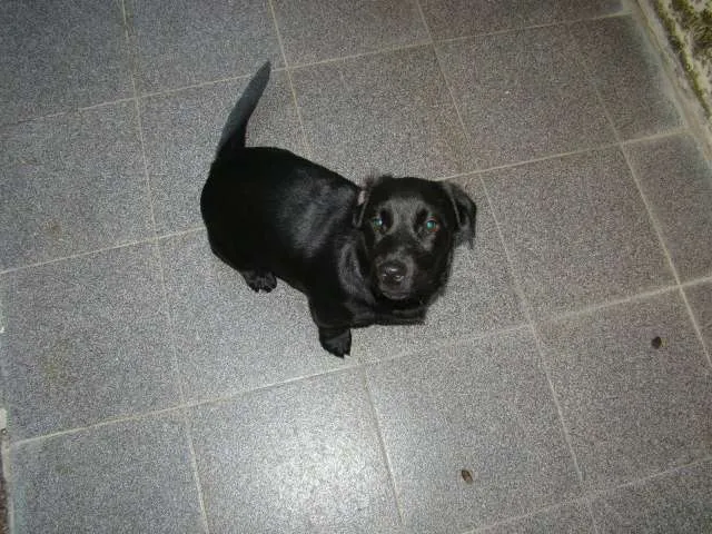 Cachorro ra a SRD idade 2 a 6 meses nome Thor