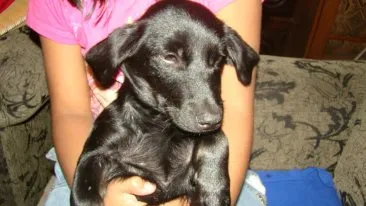 Cachorro ra a SRD idade 2 a 6 meses nome Sheron