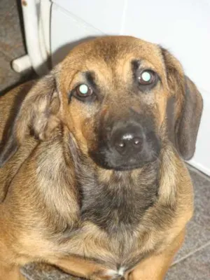 Cachorro raça SRD idade 2 a 6 meses nome Pandora